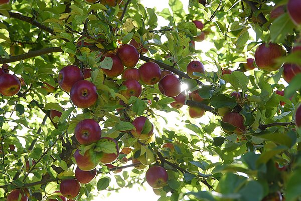Karlsruher Streuobst