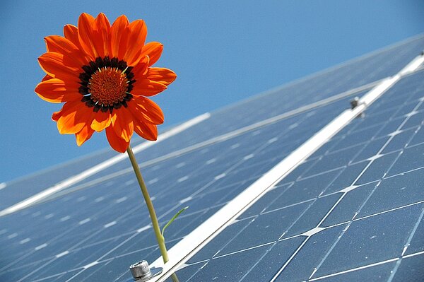Solarpanele mit Blume im Vordergrund