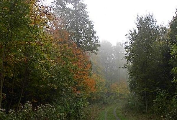 Waldabbildung im Herbst in Wolfartsweier.