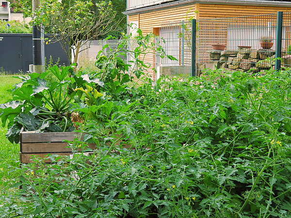 Hochbeete mit Zucchini im Grezzogarten in Grötzingen