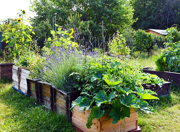 Hochbeete mit Sonnenblumen, Lavendel und Zucchinipflanze im Sonnengarten in Mühlburg