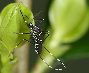 Asiatische Tigermücke (Aedes albopictus)