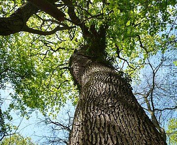 Das Foto zeigt eine starke Eiche im Wald.