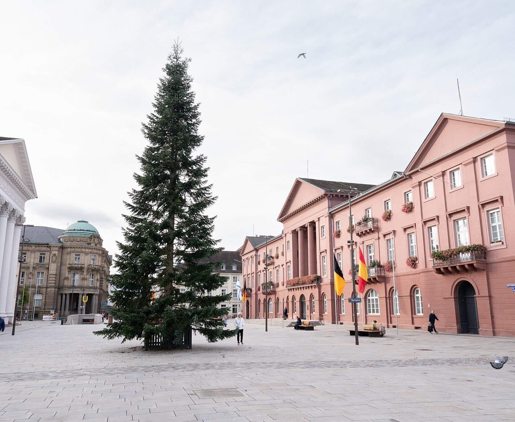 Der Weihnachtsbaum steht auf dem Marktplatz  vor dem Rathaus