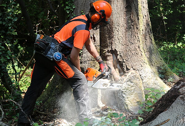 Azubi fällt einen Baum mit Kettensäge