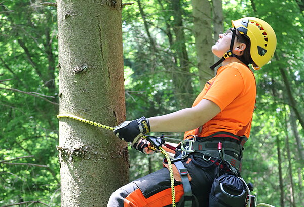 Azubi kletter Baum hoch