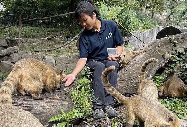 Junge Frau füttert Nasenbären