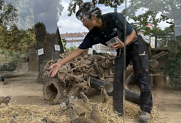 Junge Frau füttert Erdmännchen