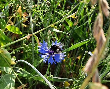 Das Bild zeigt einen Ausschnitt einer Blumenwiese.
